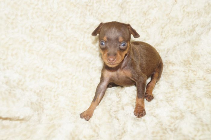 小ぶり！！【チョコタン】女の子（082003）ミニチュアピンシャー