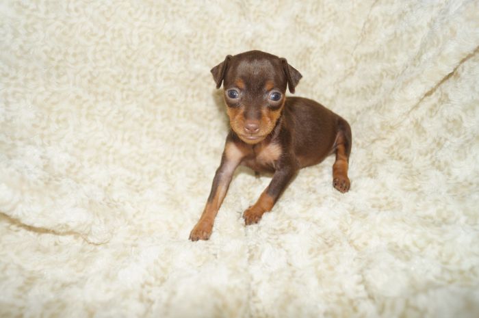 小ぶり美人！！【チョコタン】女の子（082004）ミニチュアピンシャー