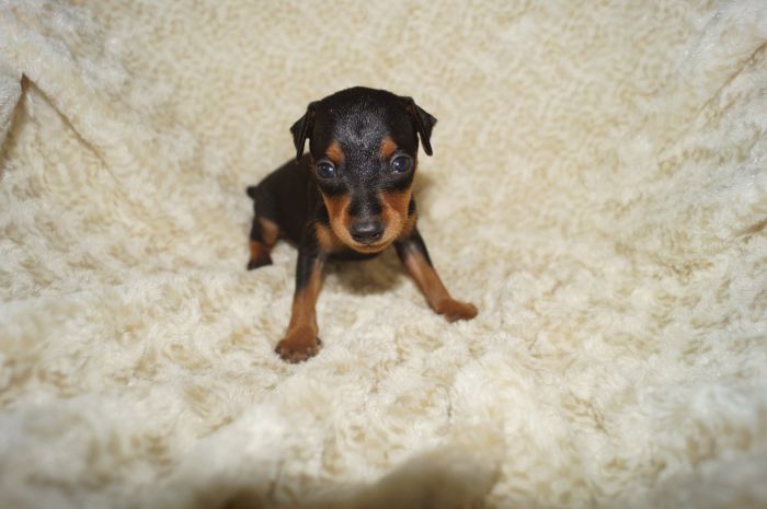 小ぶり！！【ブラックタン】男の子（082005）ミニチュアピンシャー