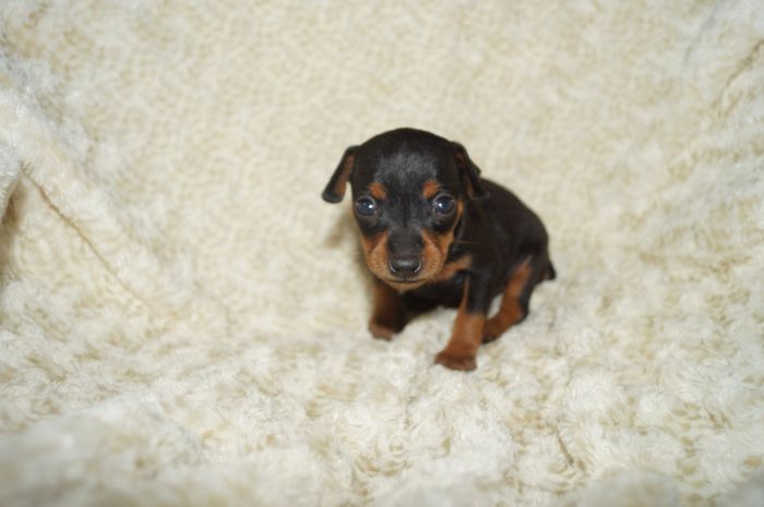 小ぶり！！【ブラックタン】男の子（082006）ミニチュアピンシャー