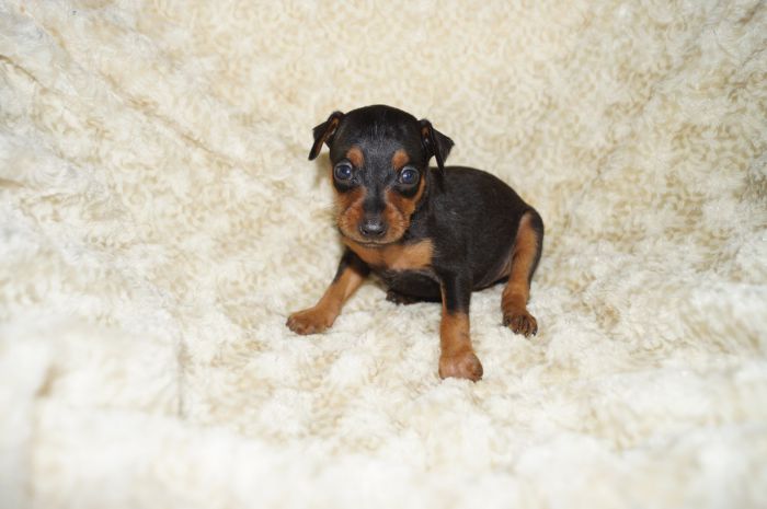 小ぶり！！【ブラックタン】女の子（091101）ミニチュアピンシャー