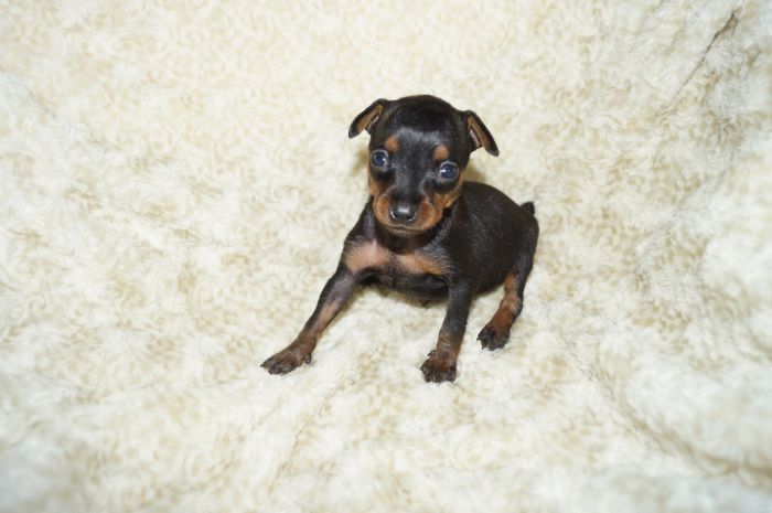 極小！！【ブラックタン】女の子（091102）ミニチュアピンシャー