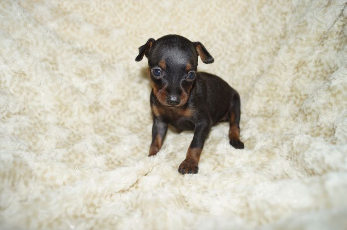 極小！！【ブラックタン】女の子（091103）ミニチュアピンシャー