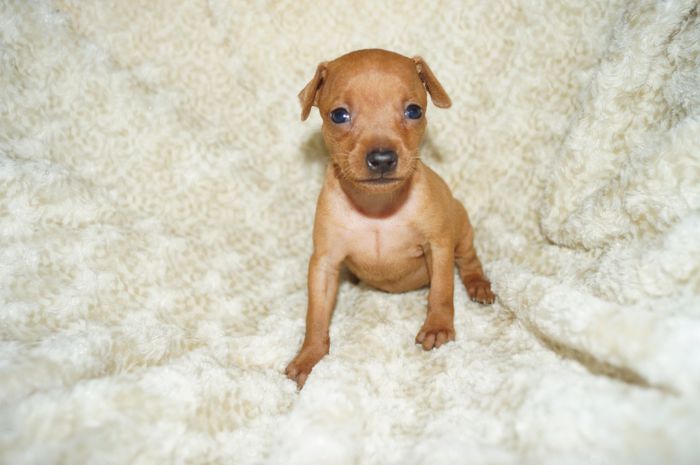 小ぶり！！【レッド】女の子（091104）ミニチュアピンシャー