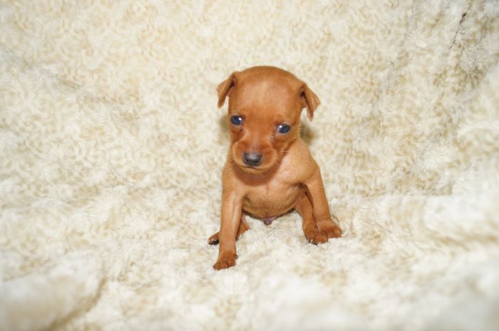 極小イケメン！！【レッド】男の子（091105）ミニチュアピンシャー