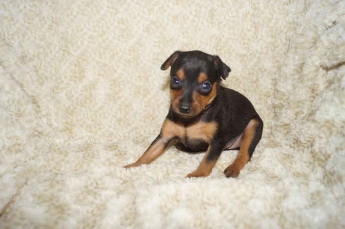 小ぶり！！【ブラックタン】女の子（100201）ミニチュアピンシャー