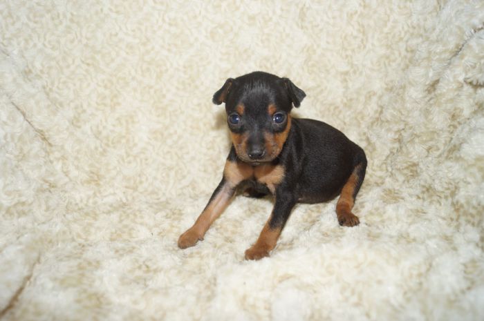 小ぶり！！【ブラックタン】男の子（100202）ミニチュアピンシャー