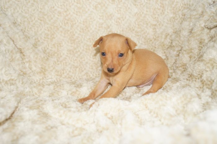 小ぶり！！【レッド】男の子（100203）ミニチュアピンシャー