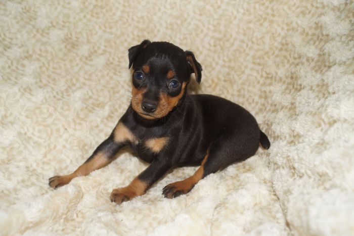 【ブラックタン】男の子（100901）ミニチュアピンシャー