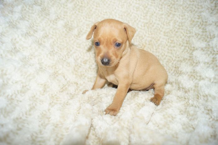 【レッド】女の子（100902）ミニチュアピンシャー