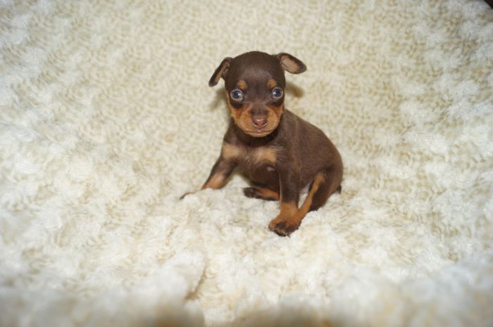 小ぶり！！【チョコタン】女の子（100903）ミニチュアピンシャー