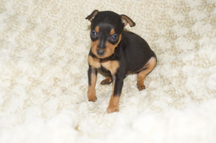 小ぶりイケメン！！【ブラックタン】男の子（100801）ミニチュアピンシャー