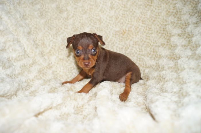 小ぶり！！【チョコタン】男の子（101401）ミニチュアピンシャー