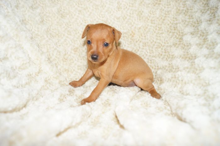 小ぶり！！【レッド】女の子（101402）ミニチュアピンシャー