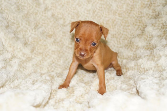 小ぶり！！【レッド】女の子（101403）ミニチュアピンシャー