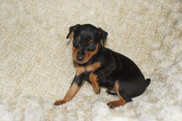 【ブラックタン】男の子（102101）ミニチュアピンシャー