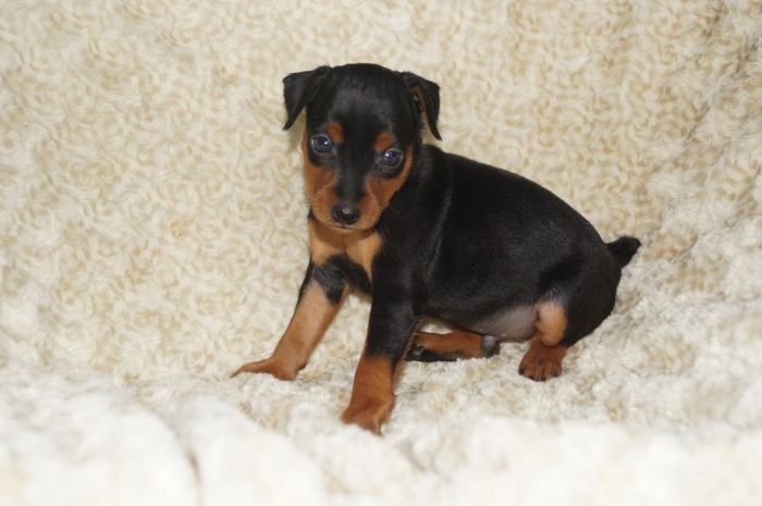 【ブラックタン】男の子（102102）ミニチュアピンシャー