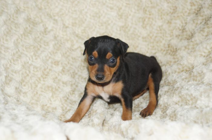 美人！！【ブラックタン】女の子（102201）ミニチュアピンシャー