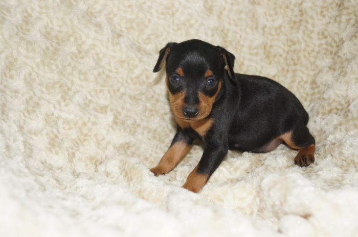 【ブラックタン】男の子（102301）ミニチュアピンシャー