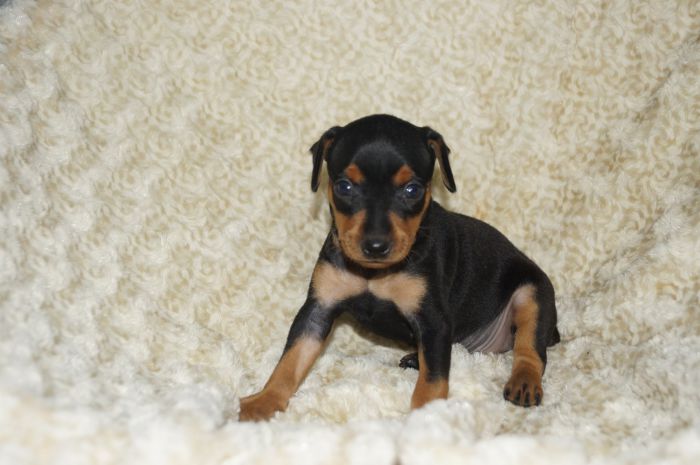 【ブラックタン】男の子（102302）ミニチュアピンシャー