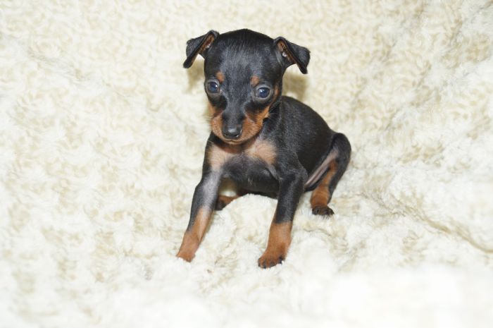 小ぶり【ブラックタン】男の子（102901）ミニチュアピンシャー