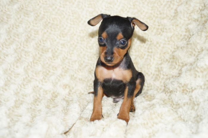 小ぶり【ブラックタン】男の子（102902）ミニチュアピンシャー