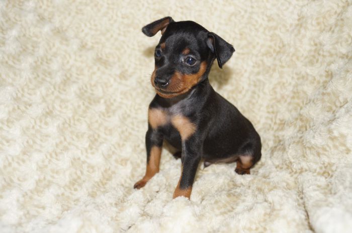 【ブラックタン】男の子（102903）ミニチュアピンシャー