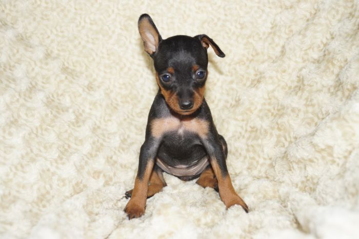 小ぶり【ブラックタン】女の子（102904）ミニチュアピンシャー