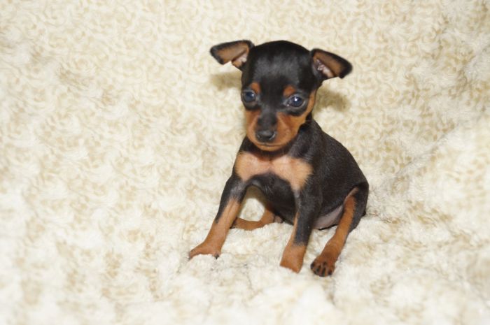 小ぶり美人！！【ブラックタン】女の子（102905）ミニチュアピンシャー