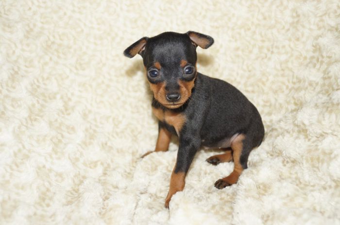 極小！！【ブラックタン】女の子（102906）ミニチュアピンシャー