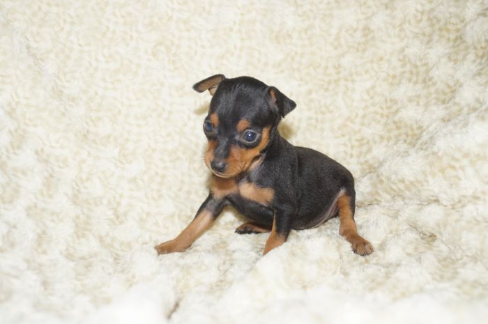 小ぶり！！【ブラックタン】男の子（110301）ミニチュアピンシャー