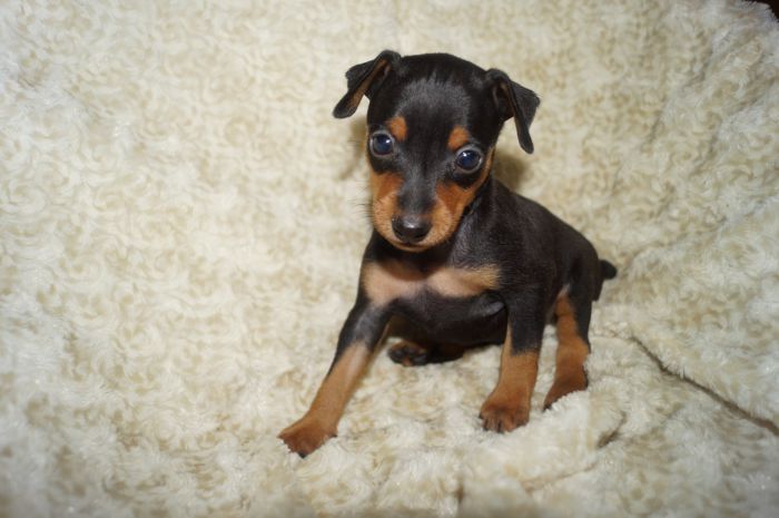 【ブラックタン】男の子（110302）ミニチュアピンシャー