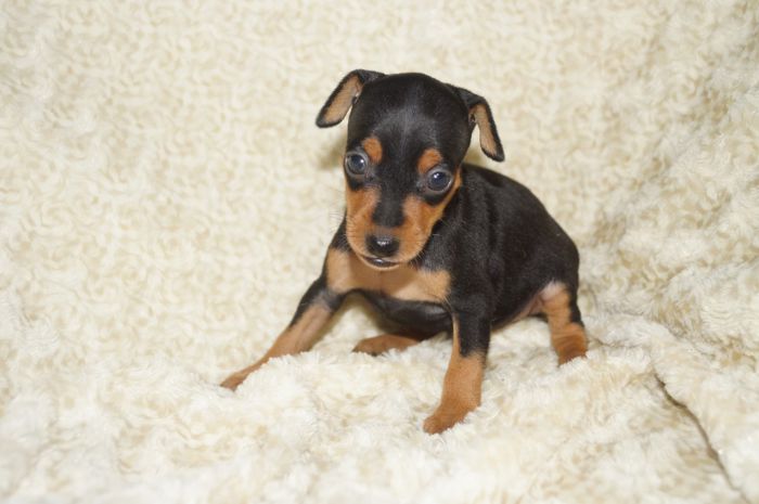 小ぶり！！【ブラックタン】女の子（110304）ミニチュアピンシャー