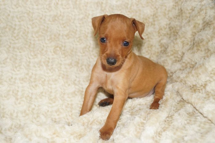 【レッド】男の子（110401）ミニチュアピンシャー