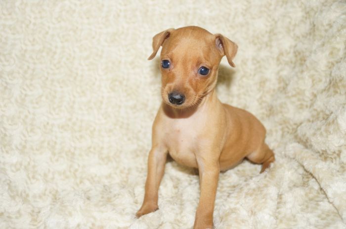 【レッド】女の子（110402）ミニチュアピンシャー