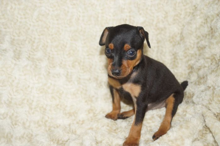 【ブラックタン】男の子（110403）ミニチュアピンシャー