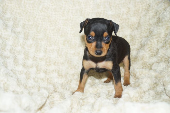 小ぶり！！【ブラックタン】女の子（110404）ミニチュアピンシャー