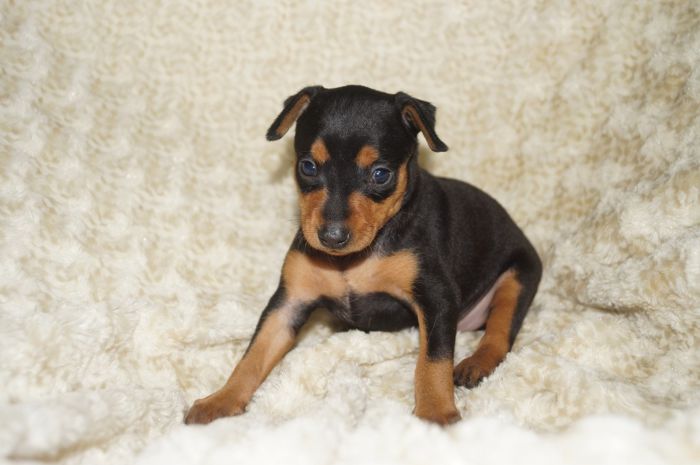 【ブラックタン】女の子（111301）ミニチュアピンシャー