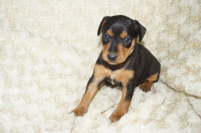 【ブラックタン】女の子（111302）ミニチュアピンシャー