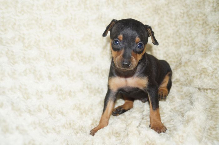 小ぶり！！【ブラックタン】男の子（111401）ミニチュアピンシャー