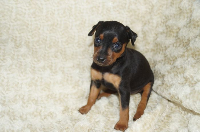 小ぶり！！【ブラックタン】女の子（111402）ミニチュアピンシャー