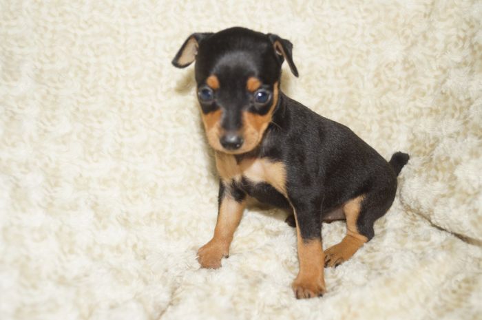 小ぶり美人！！【ブラックタン】女の子（111403）ミニチュアピンシャー