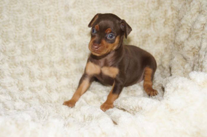 人気色！！【チョコタン】女の子（121701）ミニチュアピンシャー