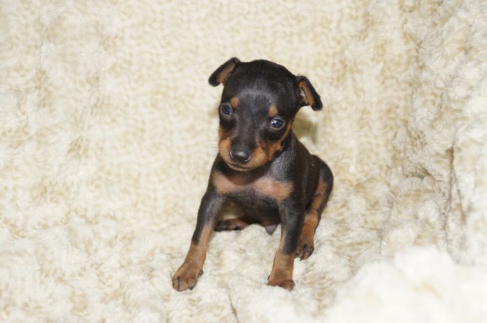 小ぶり！！【ブラックタン】男の子（121801）ミニチュアピンシャー