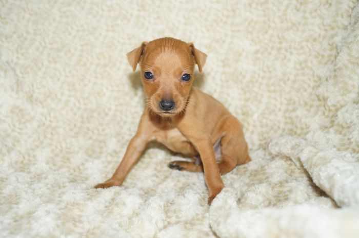 小ぶり！！【レッド】男の子（010701）ミニチュアピンシャー