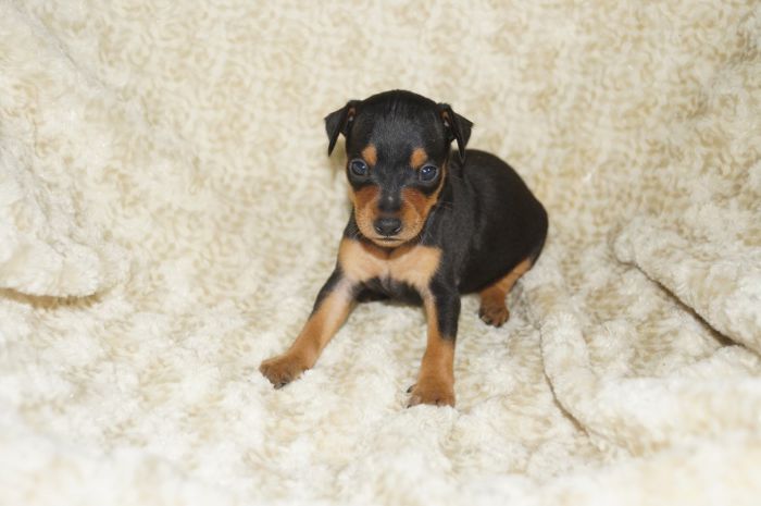 小ぶりイケメン！！【ブラックタン】男の子（010702）ミニチュアピンシャー