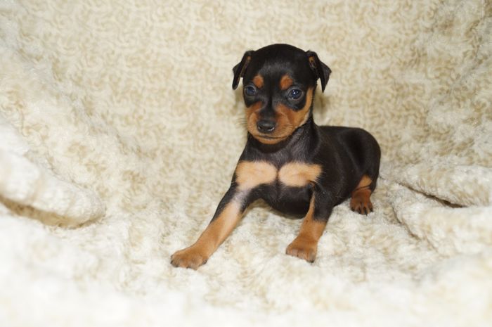 美人！！【ブラックタン】女の子（010704）ミニチュアピンシャー