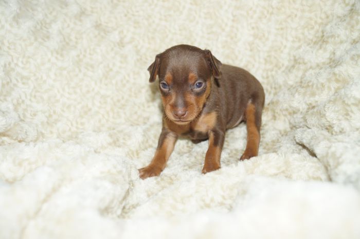 人気色！！【チョコタン】男の子（010801）ミニチュアピンシャー