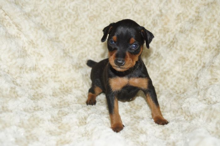 小ぶり！！【ブラックタン】女の子（020503）ミニチュアピンシャー