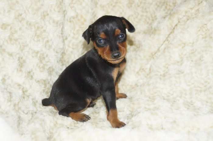 小ぶり！！【ブラックタン】男の子（020502）ミニチュアピンシャー